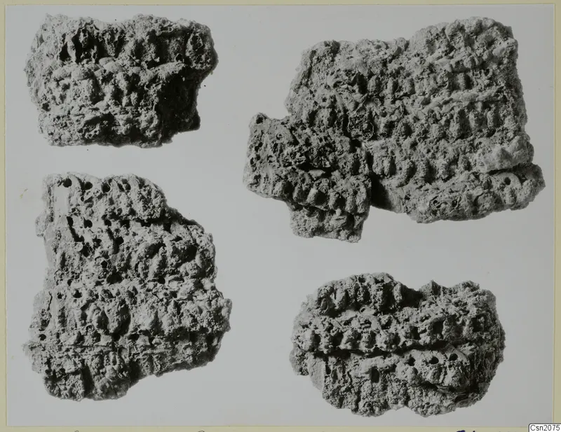 Four corroded fragments of iron weapons from Repno, lying apart on a pale background