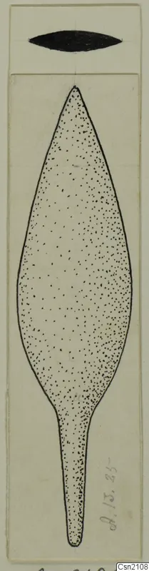 Drawing of a leaf-shaped iron blade with a long tapering tang, labelled Iron Weapons