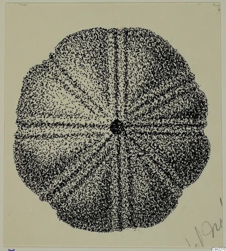 Ink drawing of a round bronze object with radiating ribs and a dark central boss