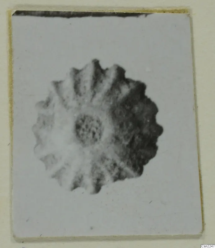 Close-up photograph of a round ornament with a scalloped, radiating rim and a raised central boss, mounted on a card.