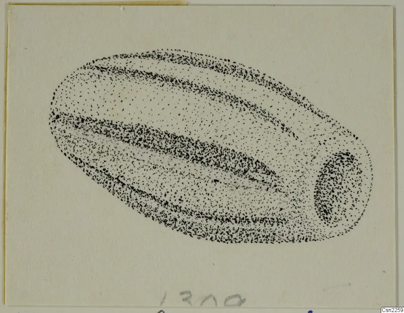 Stippled ink drawing of an elongated, bead-like object with a hole at one end, shown on a pale card
