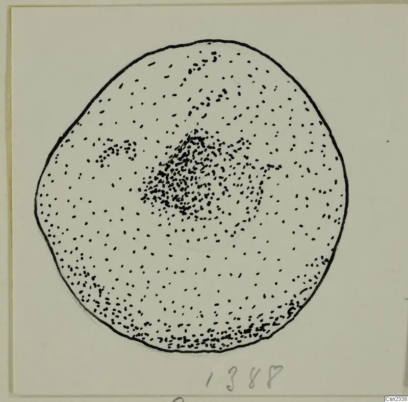 Ink drawing of a lead weight from Idalion, a rounded flat object shown in stippled dots and an outline