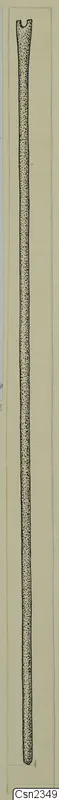 Drawing of a long, slender iron tool with a notched, forked upper end