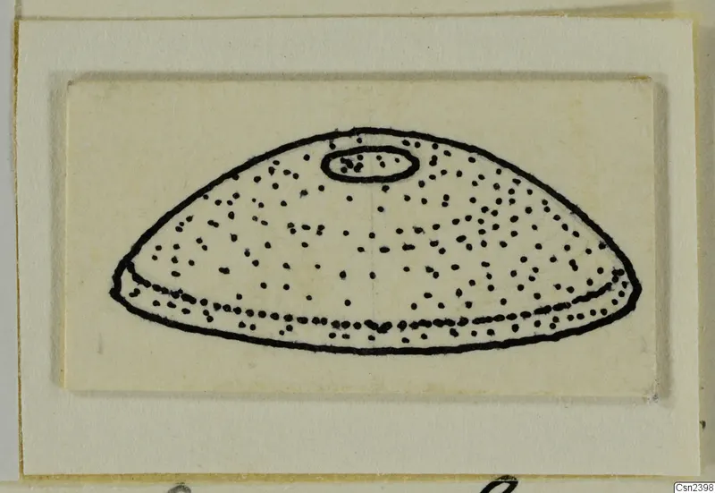 Drawing of a bone: a dome-shaped object stippled with dots, with a small oval at the top.