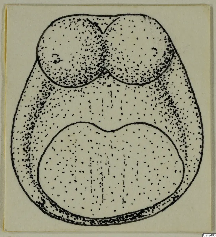 Stippled ink drawing of a solid object with two rounded lobes at the top and a larger notched lobe below.