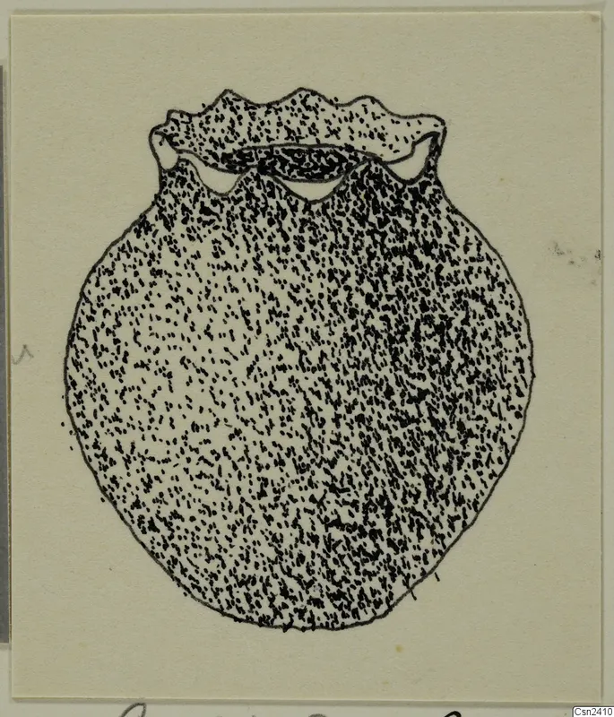 Stippled ink drawing of a round object with a frilled, wavy-edged rim, recorded as bone