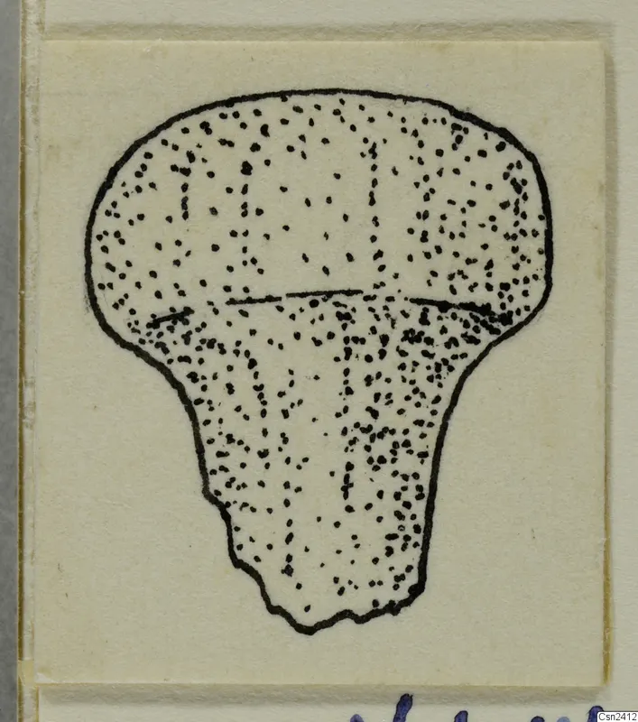 Ink drawing of a bone object with a rounded head and narrower shaft, stippled in dots