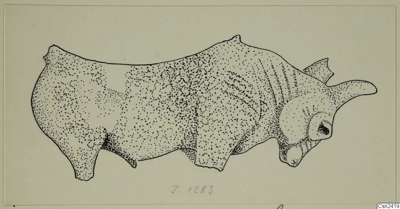 Stippled ink drawing of a bone object with a projecting horn-like extension