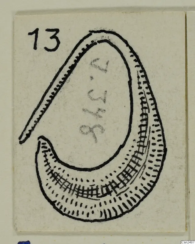 Drawing of a curved silver object, tapering at one end, with dotted and hatched decoration along its outer band