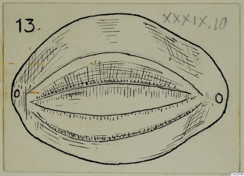 Ink drawing of a shell-shaped object with a long slit-like opening and two small holes at its ends.