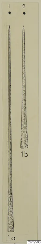 Drawing of two long pointed bronze weapons on a pale sheet, shown at different lengths.