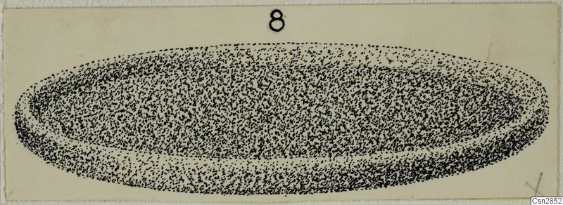 Stippled drawing of a long, shallow oval object with a raised rim, with a number label at the top