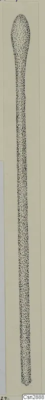 Drawing of a long, slender bronze personal adornment with a rounded head, rendered in stippled dots.