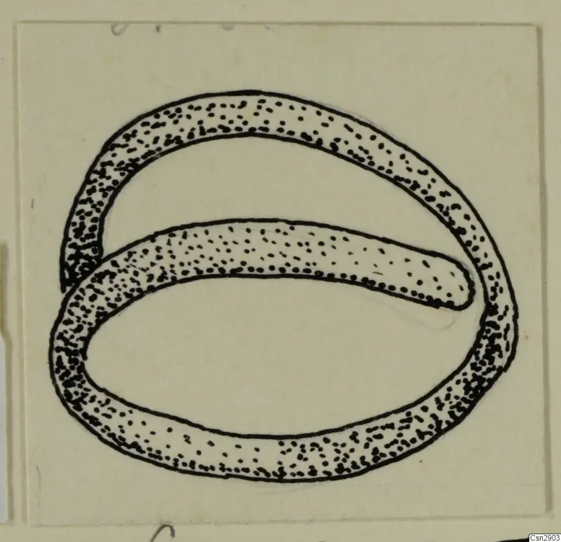 Ink drawing of a bronze ring-shaped object with an overlapping open loop, stippled to show metal.