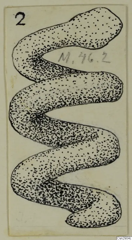 Drawing of a personal adornment from Marion, a stippled band bent into a zigzag of loops