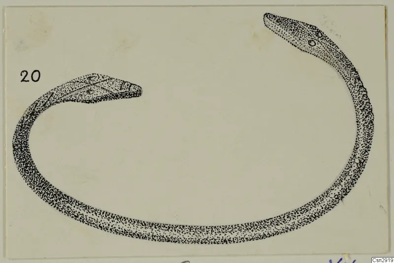 Stippled ink drawing of a slender, serpent-like object curved into an open loop, with a head at each end.