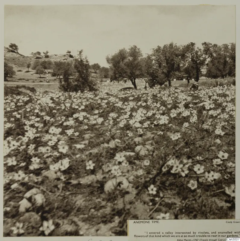 Field of white anemone flowers with trees and hills behind, on a printed photo mount