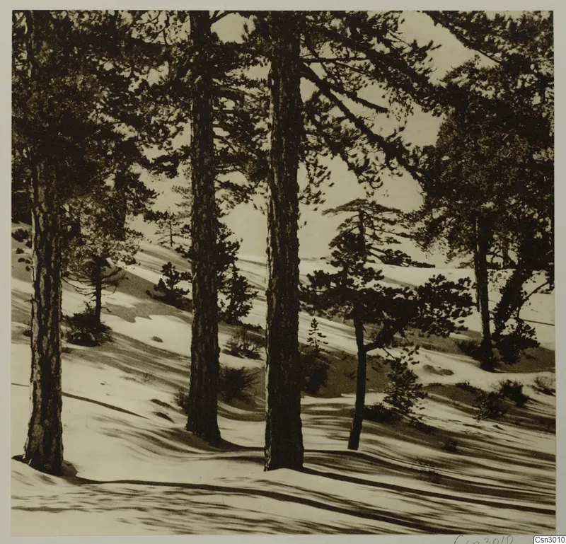 Snowy hillside with tall pine trunks and low shrubs, Troodos and Machairas landscape