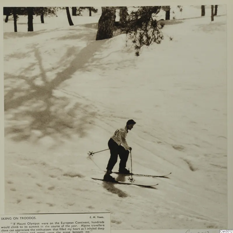 Skier on a snowy slope below pine trees, Troodos