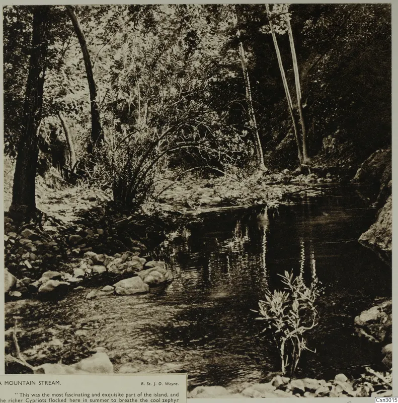 Shaded mountain stream with rocks, leafy shrubs and tall trees along the banks.