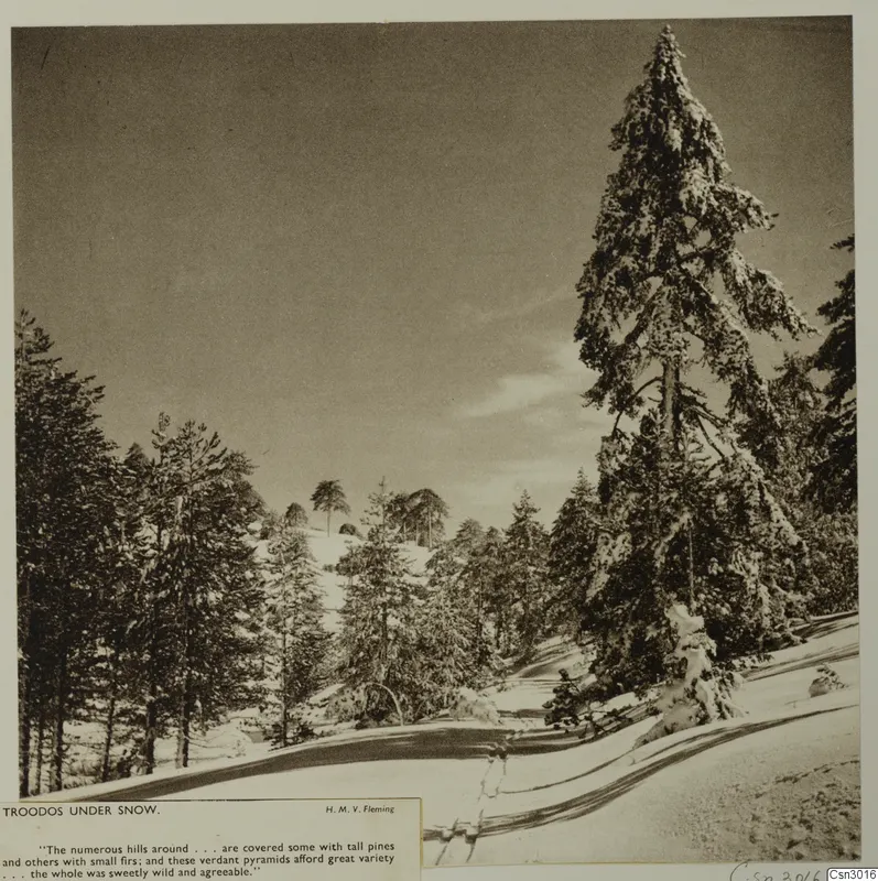 Snow-covered pine and fir trees beside a curving snowy track at Troodos