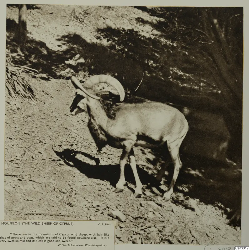Mouflon, the wild sheep of Cyprus, with curved horns, standing side-on on a bare stony slope