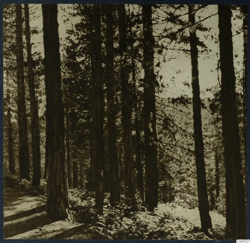 Tall straight tree trunks in the Troodos forest, with a dirt track and ferns on the forest floor.