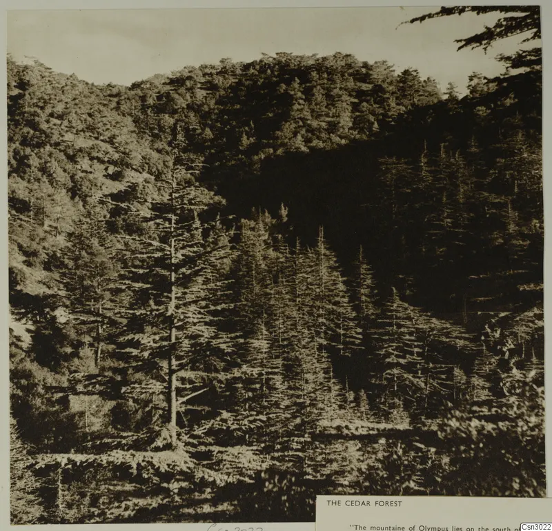 Cedar forest covering a steep mountainside, with tall conifers in the foreground and dense trees on the slopes behind