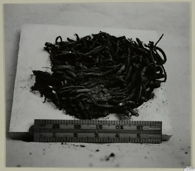 Fragments of a woven reed basket from Skouriotissa, lying on a pale block beside a ruler.