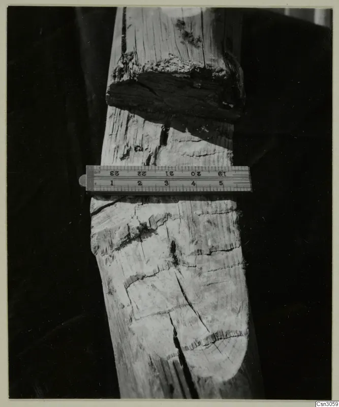 Weathered ancient mine timber with a folding ruler laid across it.