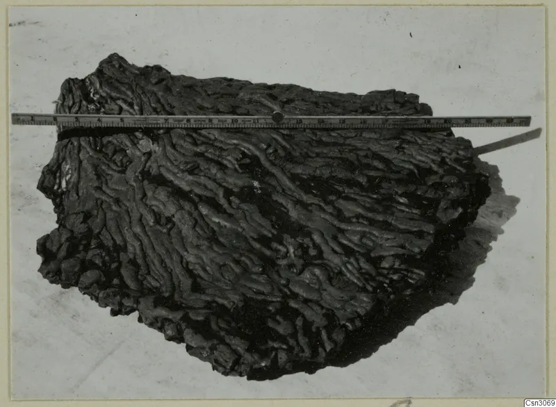 Dark, ridged lump of material lying across a metal ruler on a pale background, photographed from above