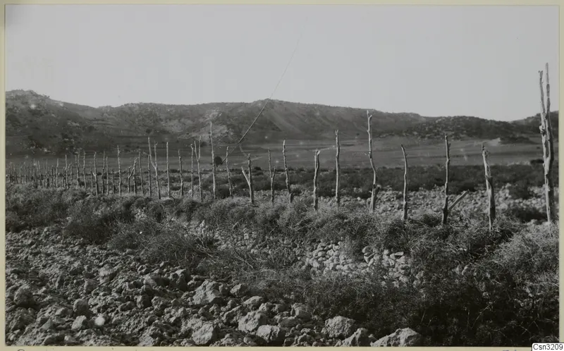 Row of bare wooden stakes and stony scrubland at Gallinoporni, with a hill rising behind