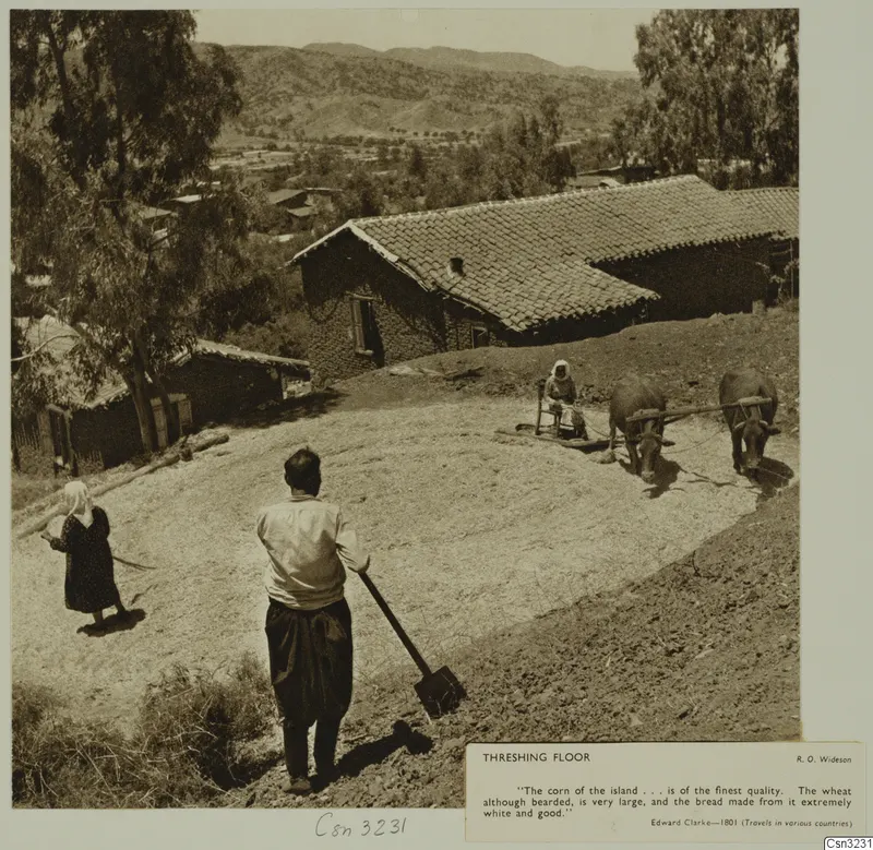 Threshing floor with a woman on a sledge pulled by two oxen, a man with a shovel, and a second woman walking nearby