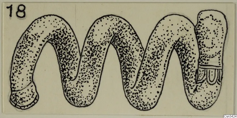 Drawing of a gold jewellery piece with a wavy, looped form and stippled shading