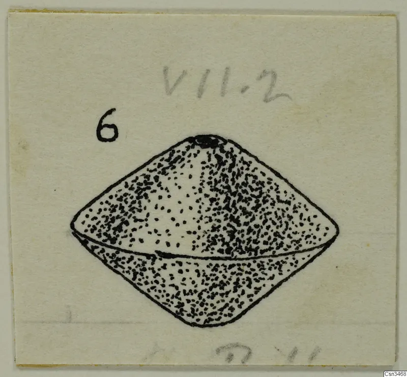 Field drawing of a small double-cone object with dense dotted shading and a handwritten number label
