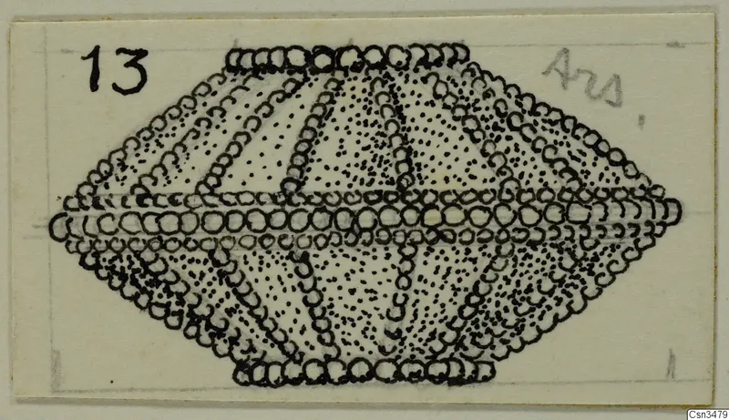 Pen drawing of a gold object from Arsos: a diamond-shaped piece with rows of small rings and dotted fields.
