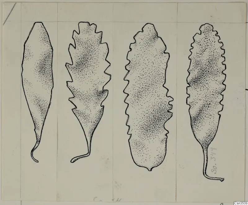 Ink drawing of four leaf-shaped jewellery pieces with stalk-like tails, three with notched edges
