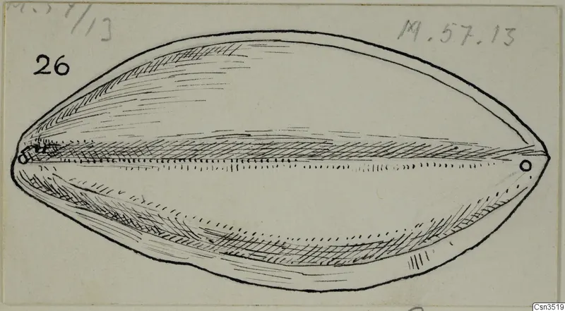 Ink drawing of an elongated, shell-shaped object with a small hole near each end, with handwritten labels