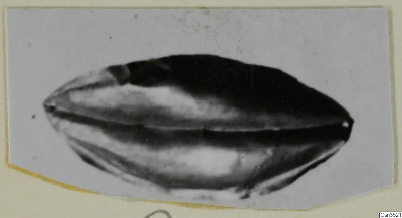 Oval piece of jewellery photographed against a pale background on a card mount