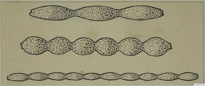 Drawing of three segmented gold jewellery fragments from Vouni