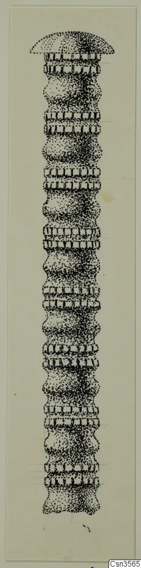 Stippled drawing of a long pin with a domed head and a ribbed, swelling shaft