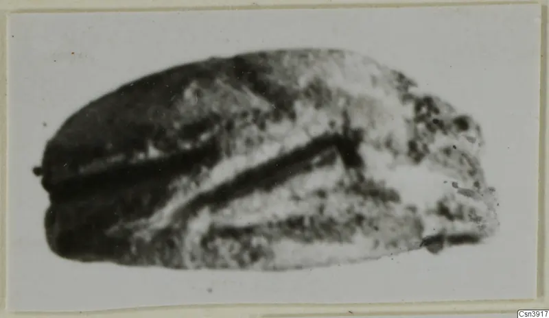 Blurred photograph of a small oval seal or scarab with dark incised grooves, from Ayia Irini