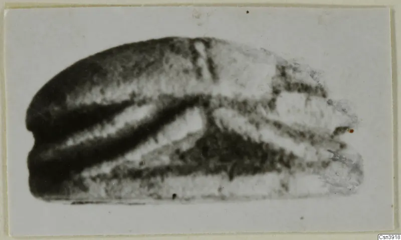 Blurred photograph of a dark stone scarab seal in side view, on a pale card