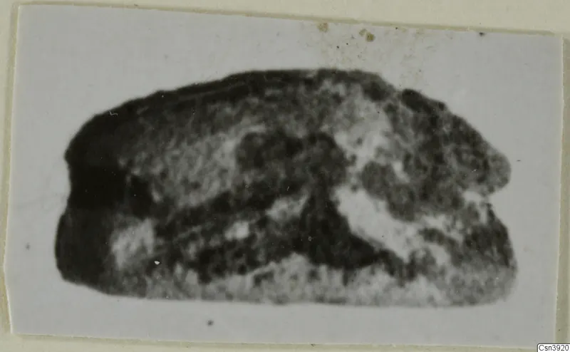 Blurred photograph of a small stone scarab-type seal, dark and pale mottled, mounted on a card