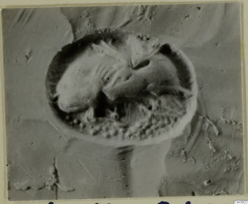 Close-up of a round seal or gem with a carved design in low relief, on a grainy pale surface
