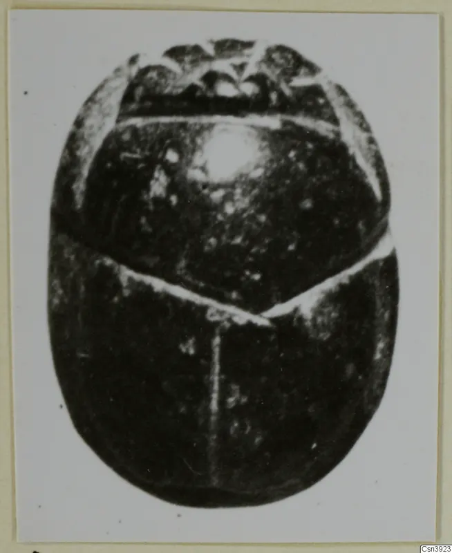 Dark stone scarab seal seen from above on a pale card, from the seals and gems series.