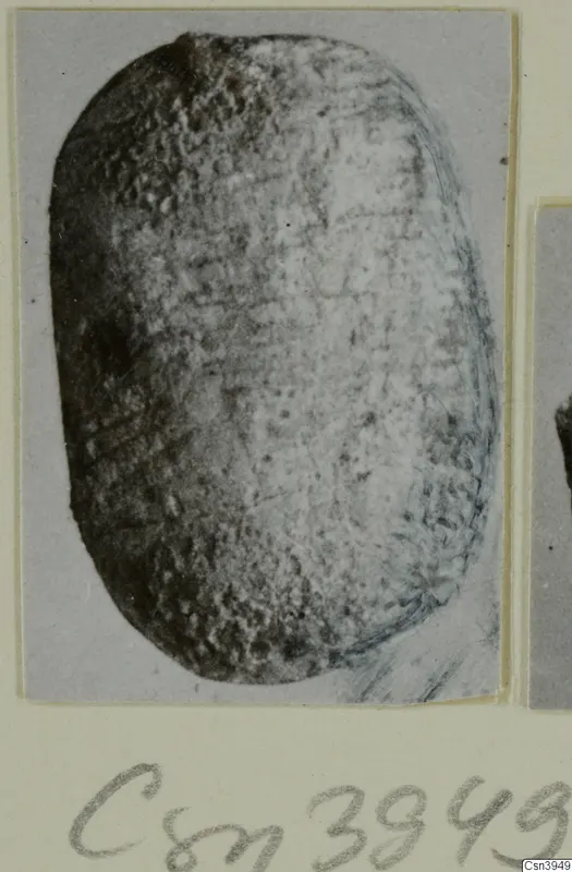 Oval object, possibly a scarab, shown in a close photograph mounted on a card