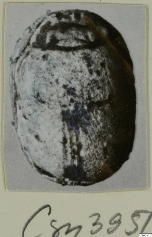 Scarab-shaped stone seal with a pale, speckled flat face, shown on a grey card mount