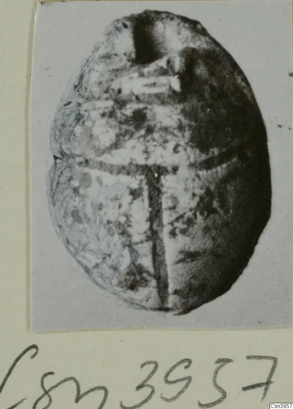 Scarab seal with a cross-shaped design on its base, photographed on a pale card mount