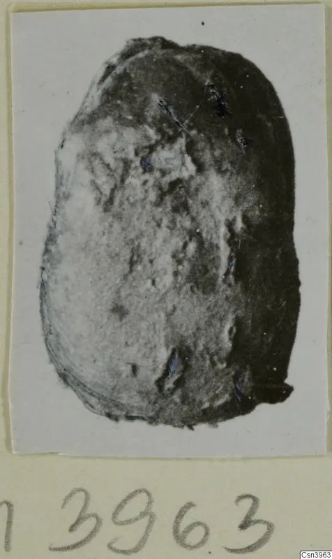 Oval glyptic object, possibly a scarab, photographed on a pale card mount